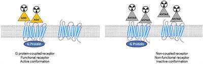 Is There a Role for GPCR Agonist Radiotracers in PET Neuroimaging?